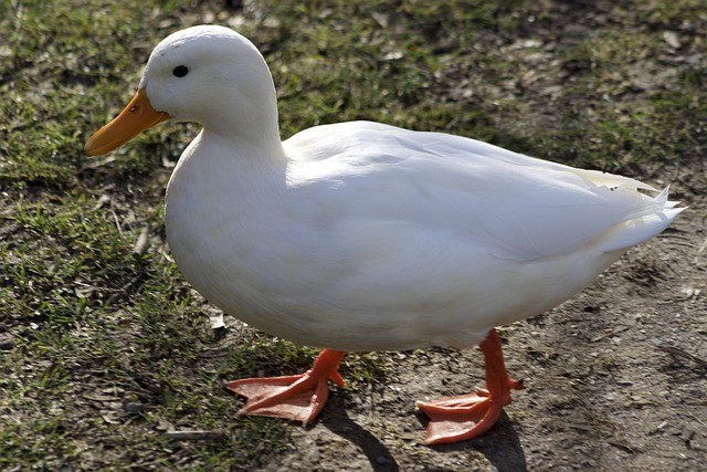 A duck