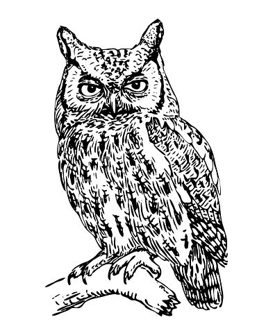 Screech Owl Screech Owl