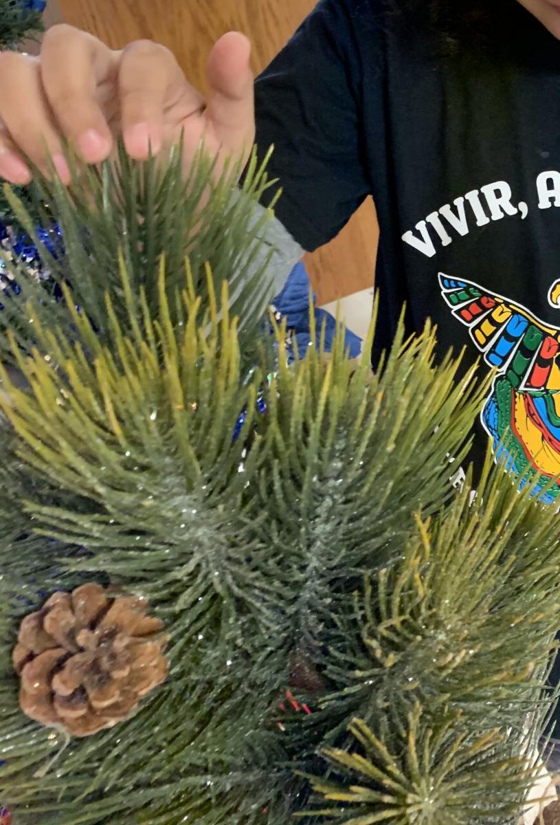 Exploring the needles of the pine tree Exploring the needles of the pine tree