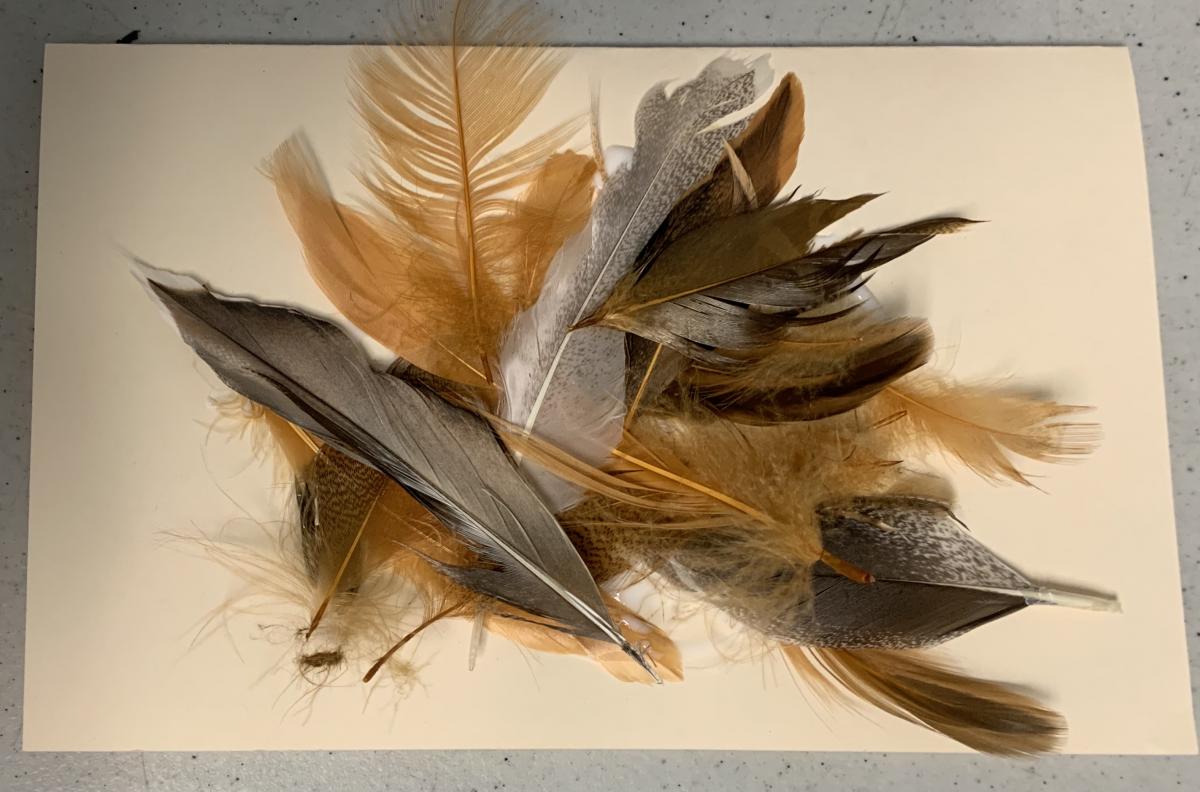 Feathers Feathers