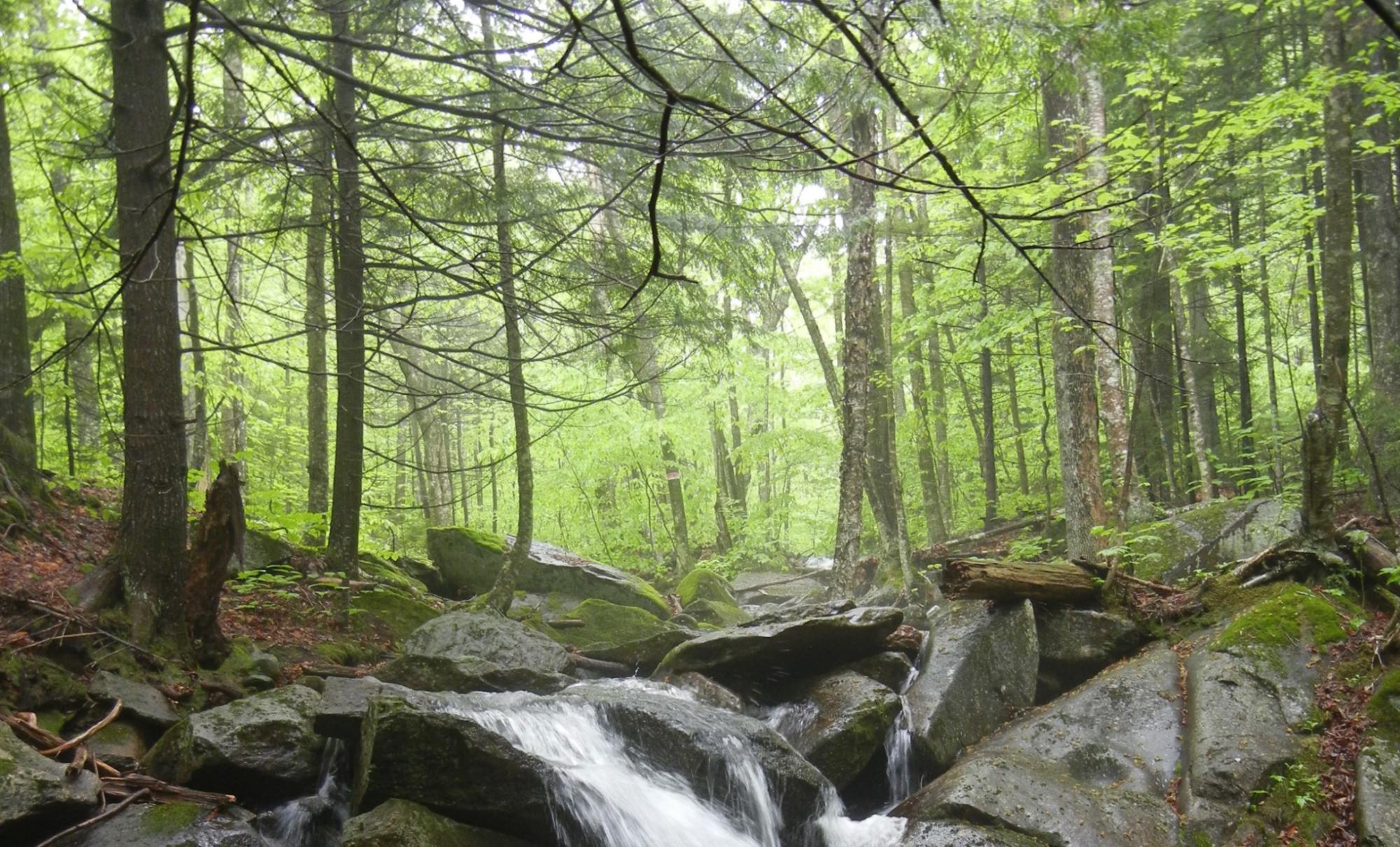 Image of a stream in a wooded area of the Hubbard Brook Experimental Forest.