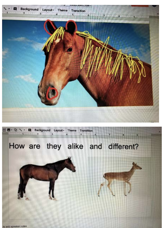 Horse with mane highlighted